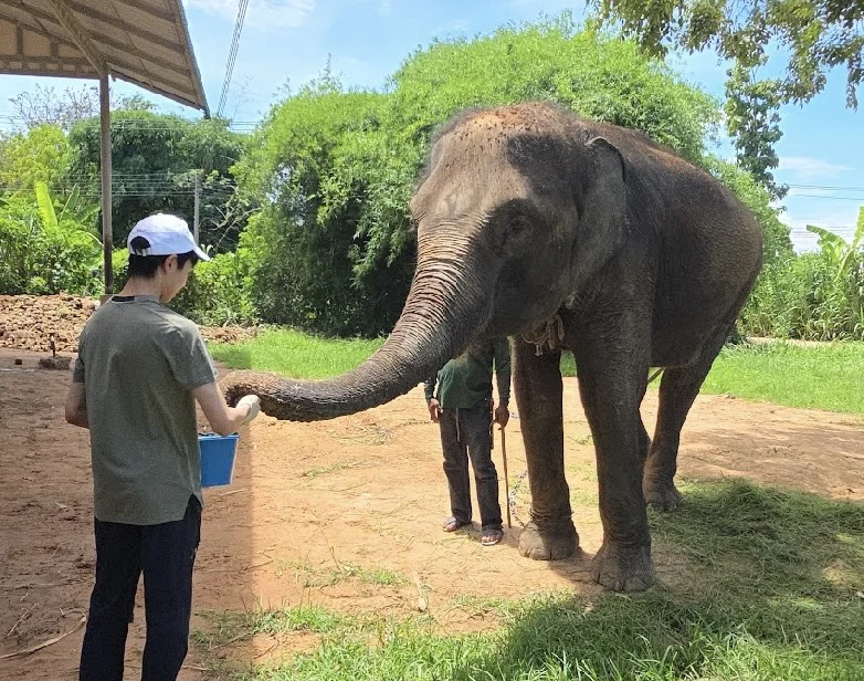 Feeding an elephant during the field activity